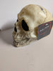 JOHN KASSIR Signed Toy SKULL Cryptkeeper Tales from the Crypt JSA COA